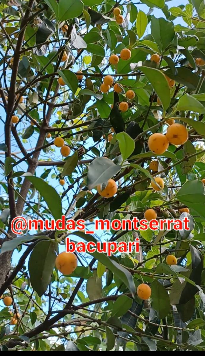 Plantas frutíferas já adultas