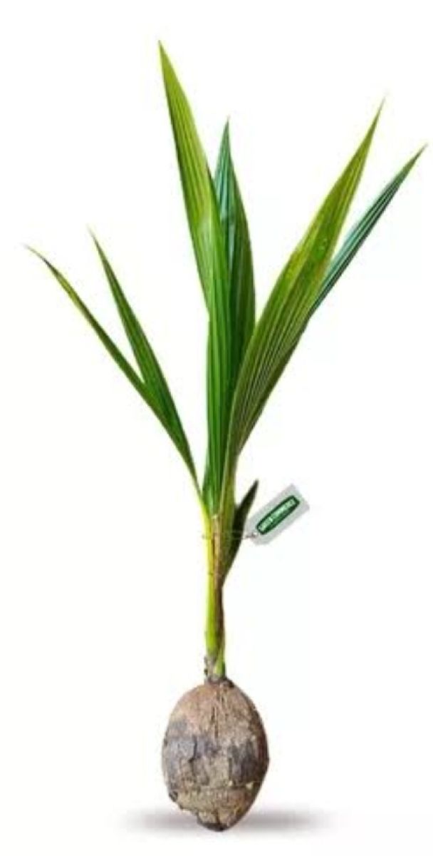 Coqueiro anão