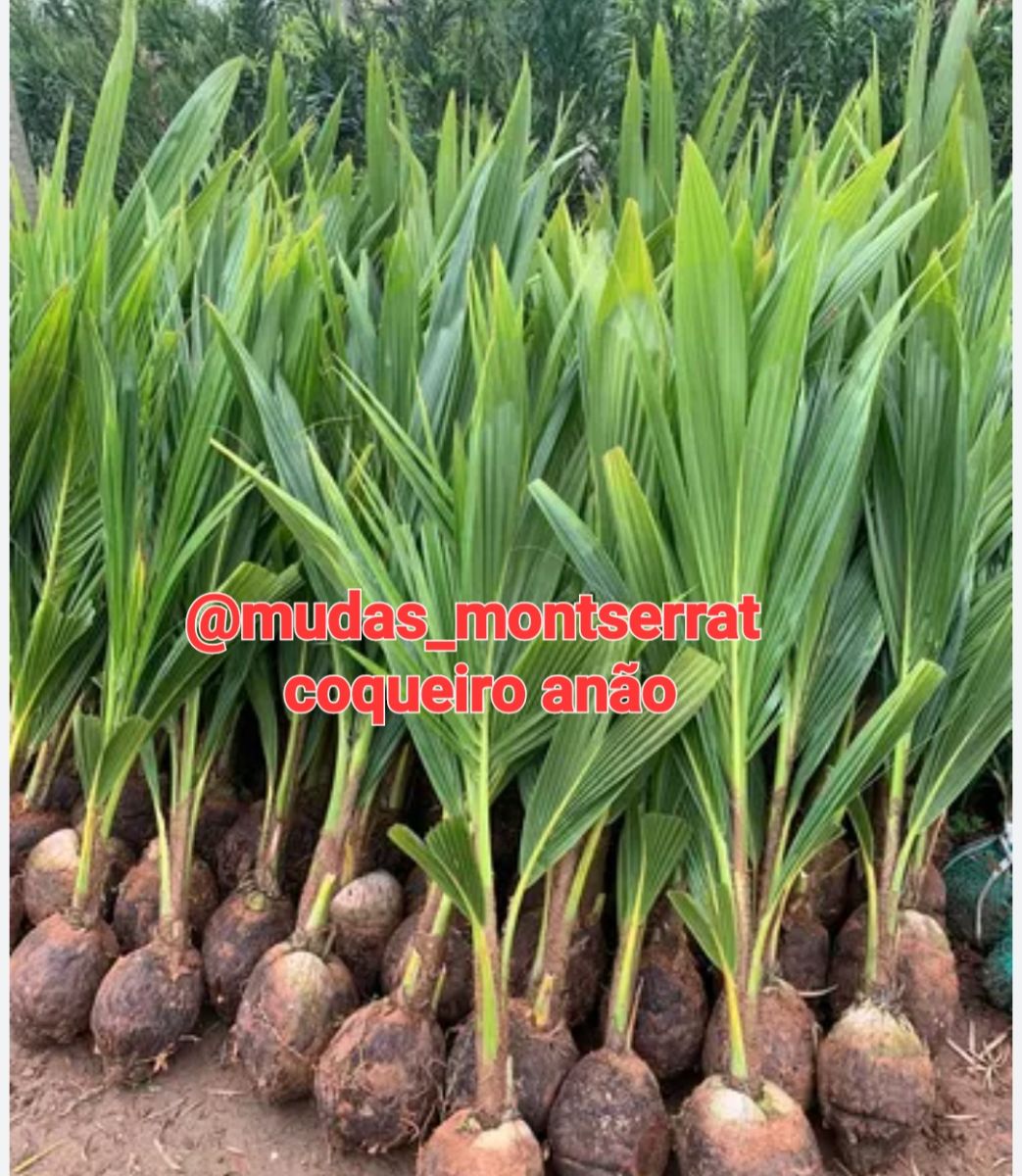Coqueiro anão
