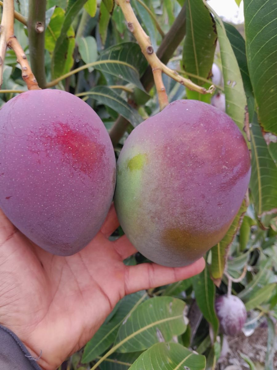 Consultoria agrícola em várias culturas