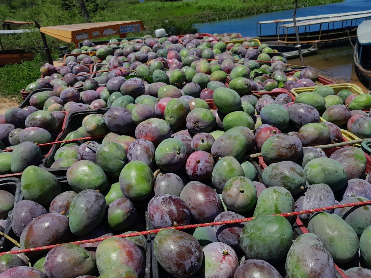Consultoria agrícola em várias culturas