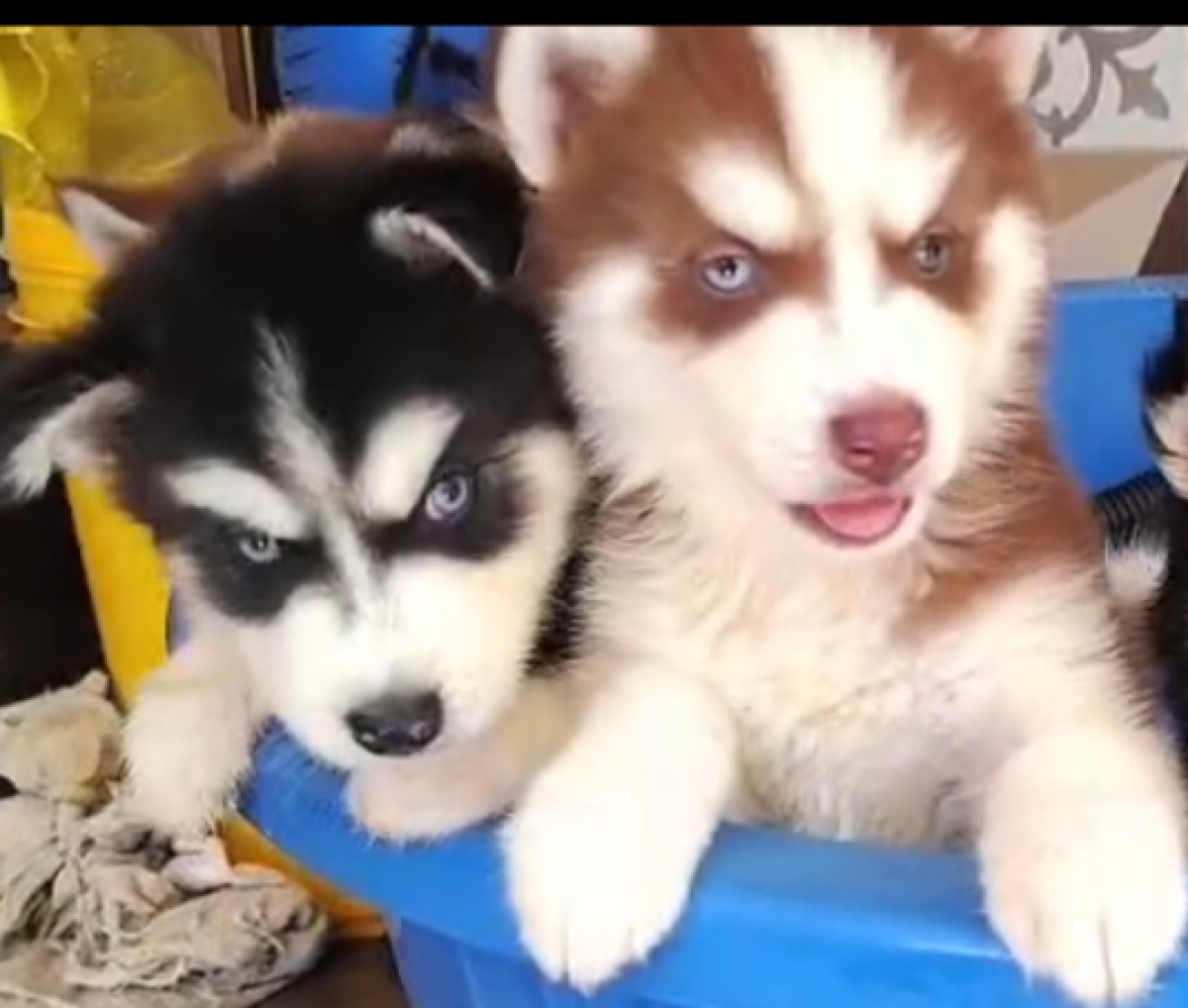 Vendo filhotes de Husky Wooly e Rottweiler