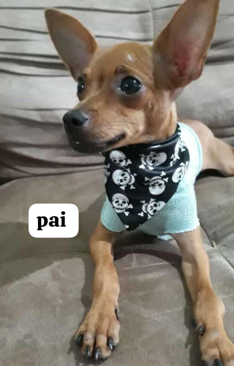 Pinscher macho disponível