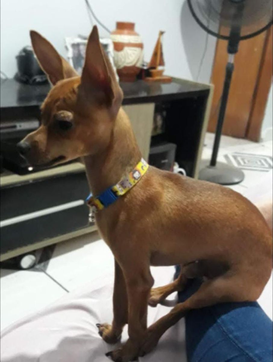 Pinscher macho disponível