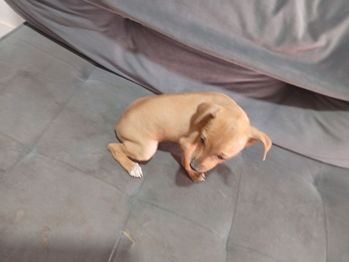 Pinscher macho disponível