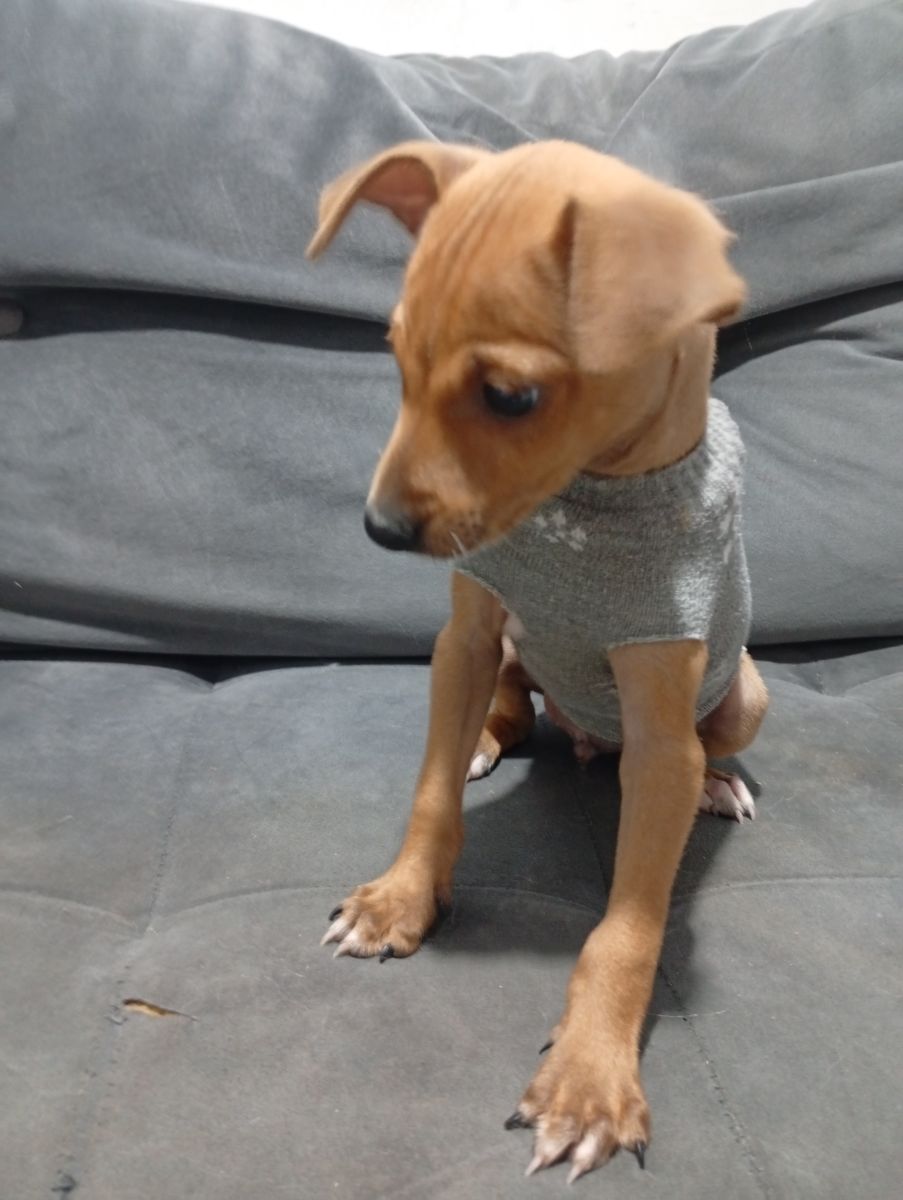 Pinscher macho disponível