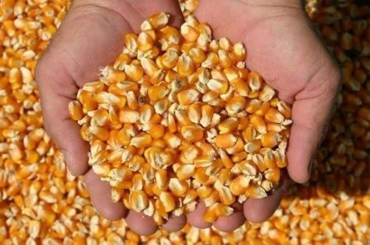 Milho a Granel e Ensacado | Bovinos e Aves | Atacado | R$ 60