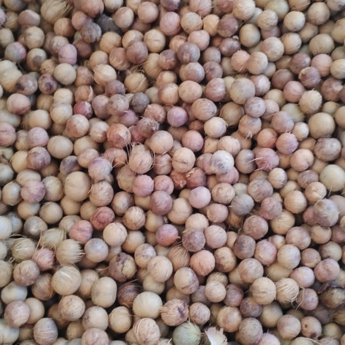 Caroço de açai Seco para diversos usos