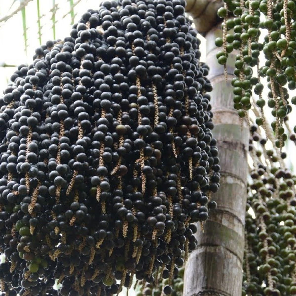 Caroço de açai Seco para diversos usos
