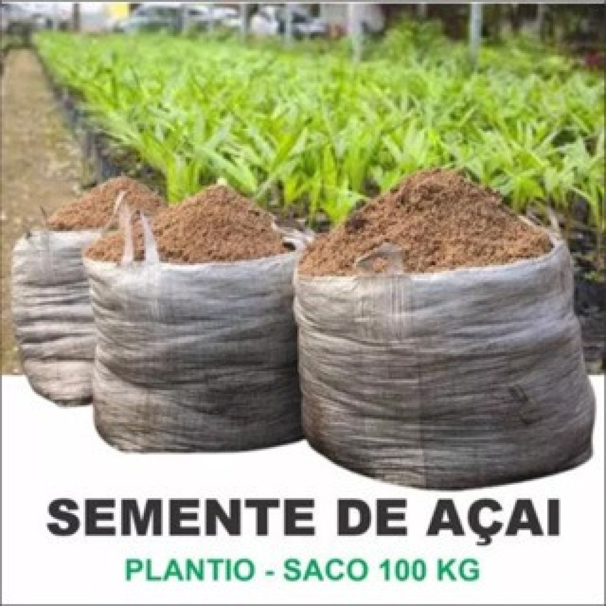 Sementes De Açai  Do Amazonas Para Plantio 1.5 Kg