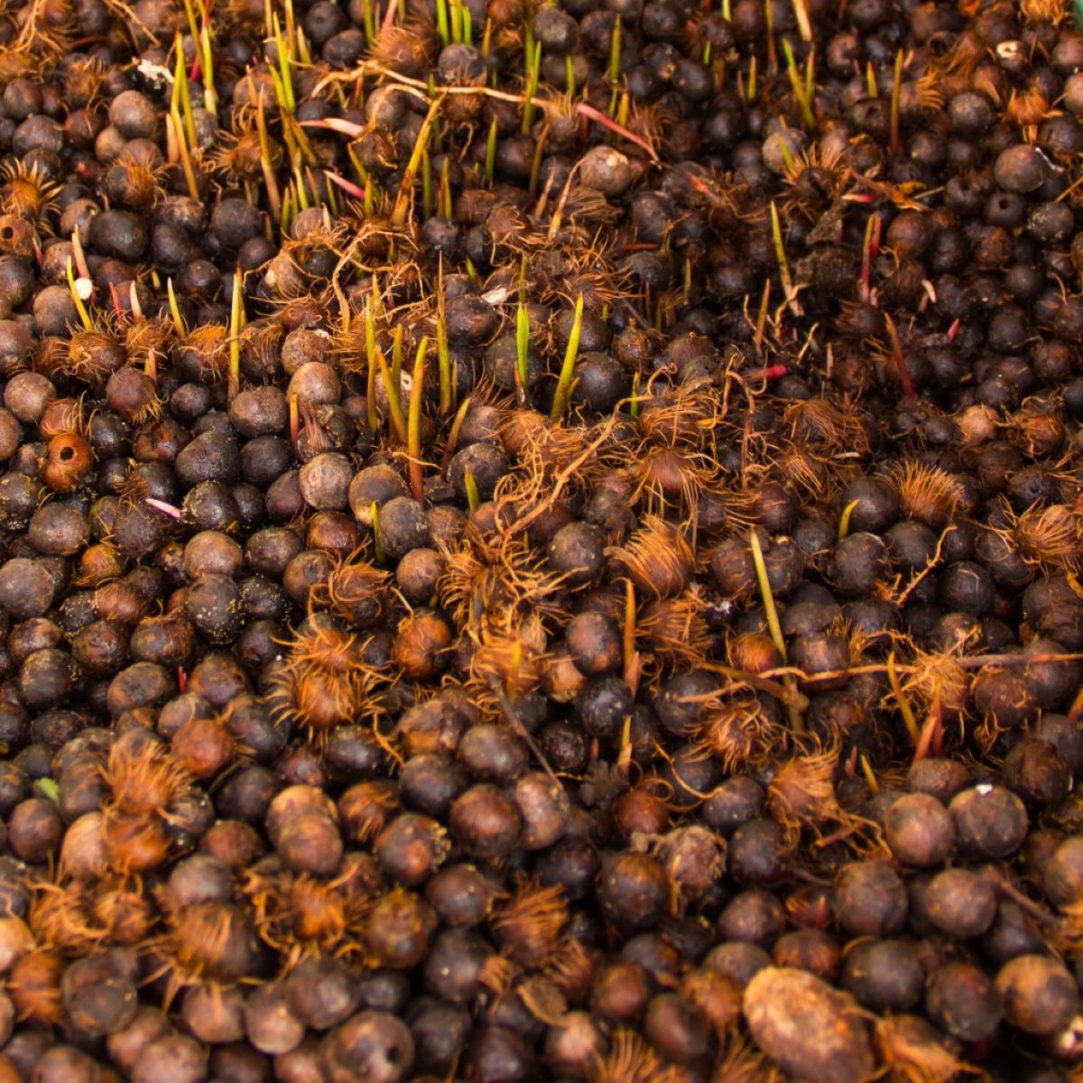 Semente de Açai Seco Saco 50 KG para plantio