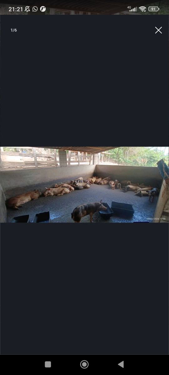 Porcos e Leitões