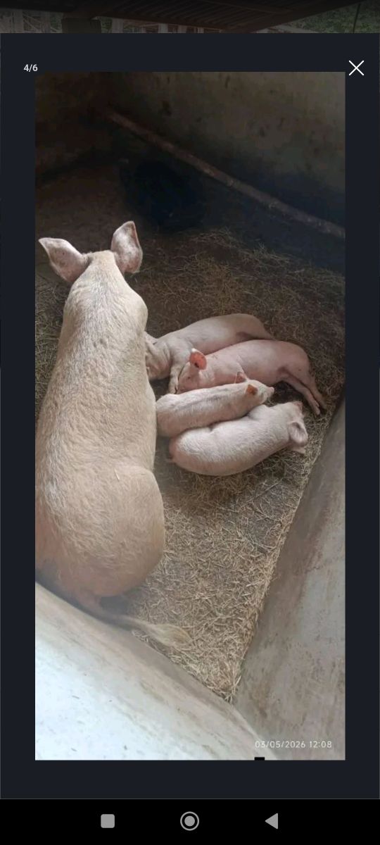 Porcos e Leitões
