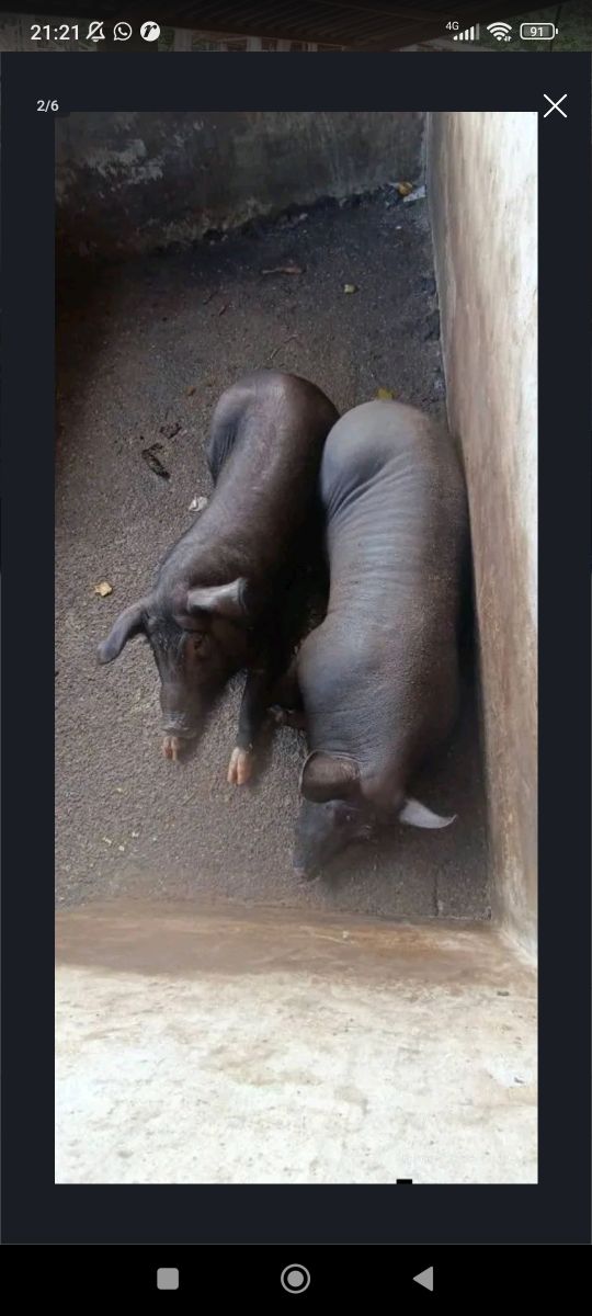 Porcos e Leitões