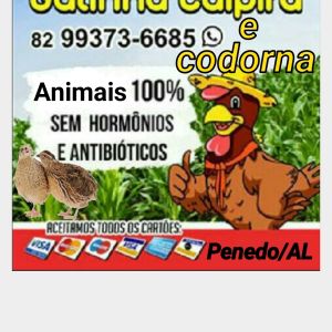 Criatorio de galinha caipirabe codorna gigante