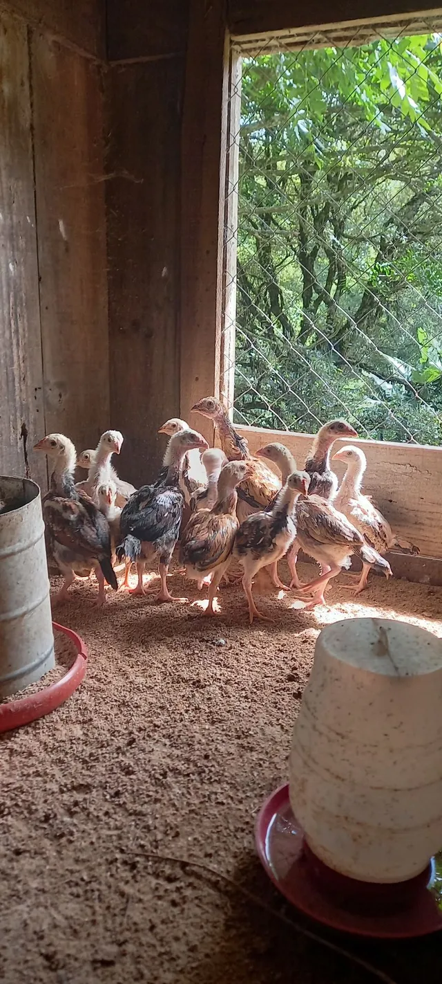 Lote pintinhos finos