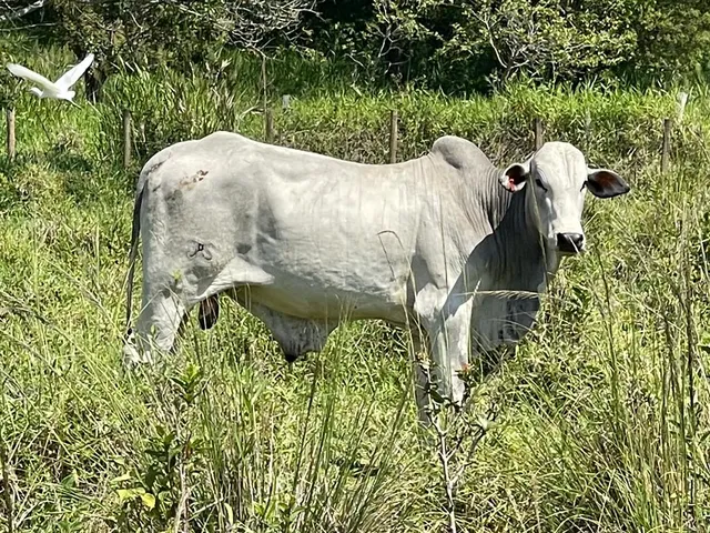 Nelore PO 