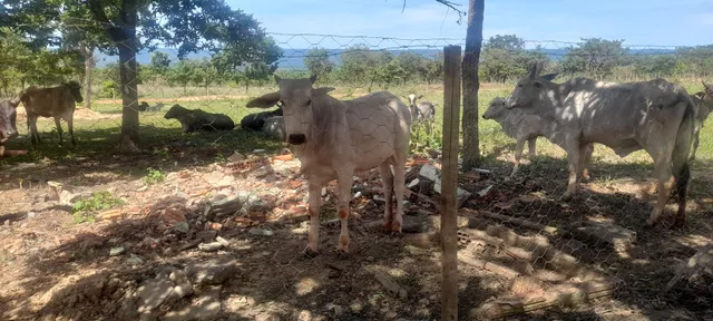 Bezerras nelore