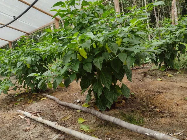 Pimenta de Cheiro