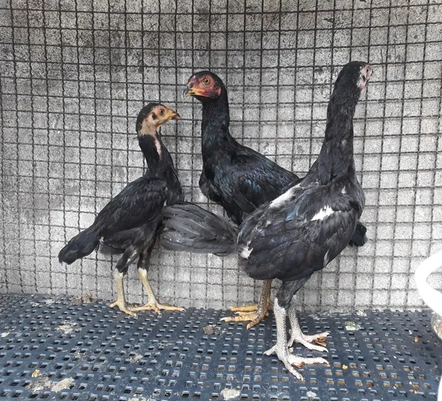 Franguinhas índias. 