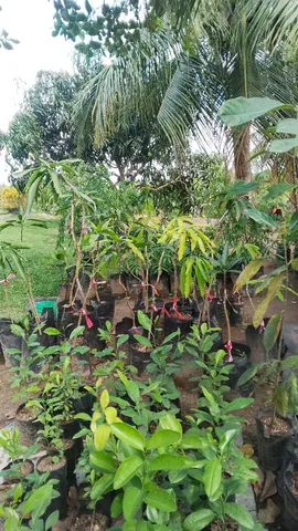 Mudas frutíferas 