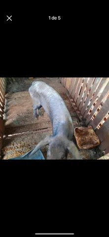 porco s venda 