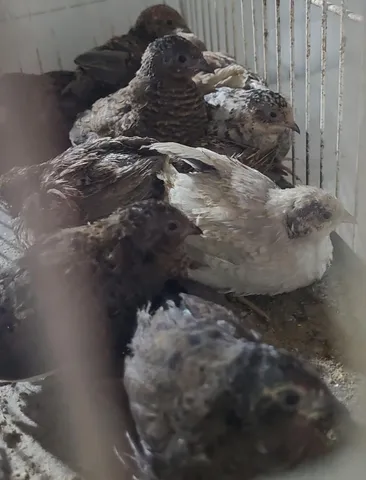 Lote codornas gigantes (machos e fêmeas)