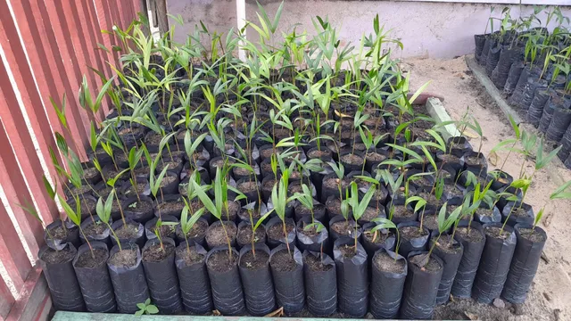 Vende-se Açaí Anão (R$10,00)