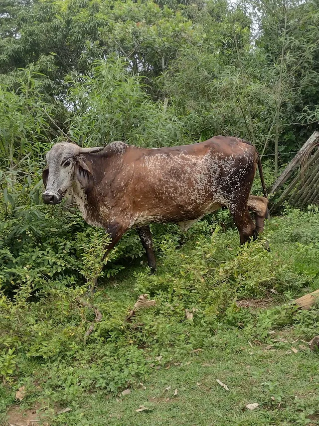 2 vacas e 1 bezerra
