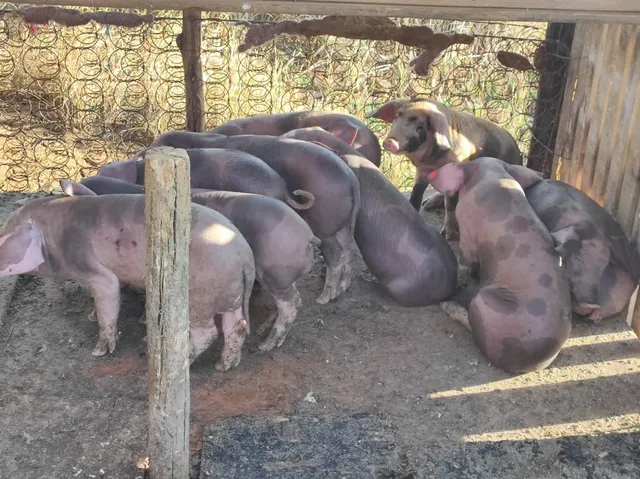 Leitões para venda