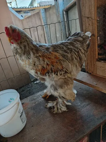 Vendo casal de Brahma