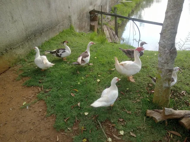 Pata