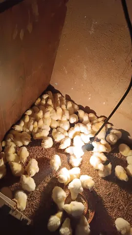 Vende-se pintinhos PESADÃO 
