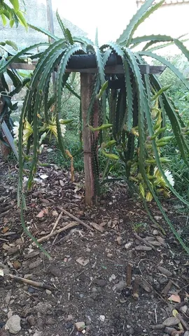 Pitaya