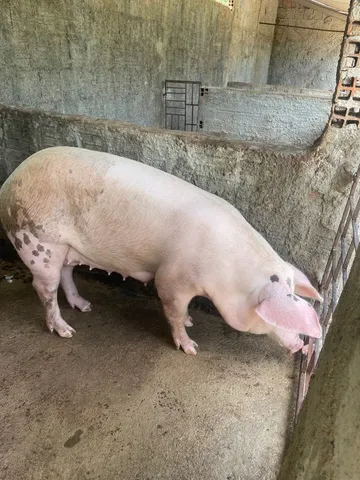 Porca Pietrã+Landrace