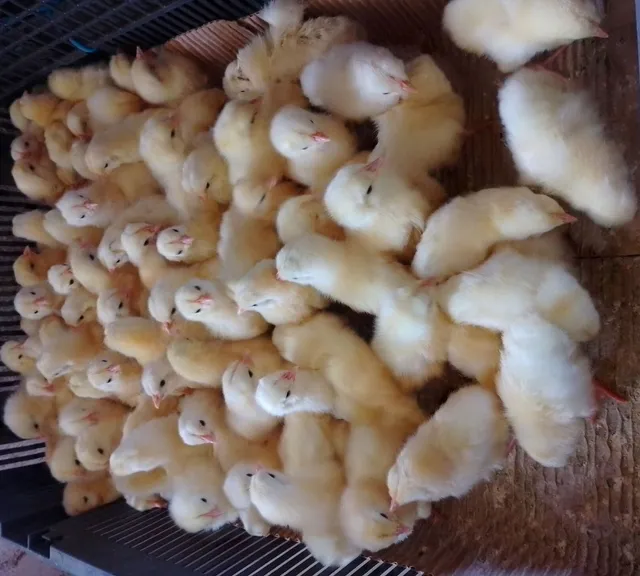 Pintinhos Rodia Cremer de 1 dia ,já vacinados 