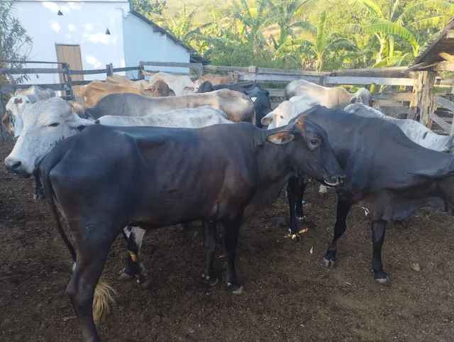 Vende-se vacas 