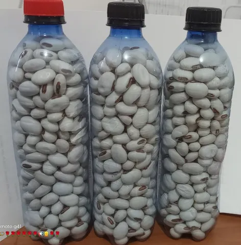 Sementes de Feijão Porco