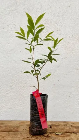 Mudas nativas 