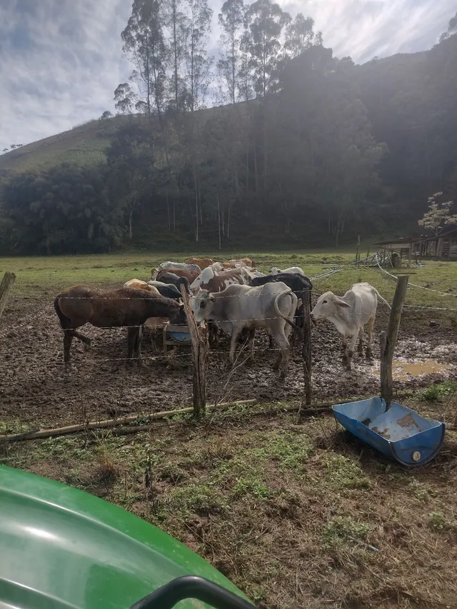 Gado Pra Venda