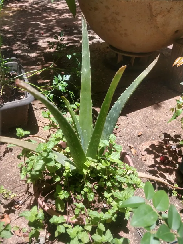 Babosa, Aloe vera