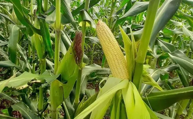 Milho verde pra venda 
