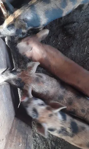 Leitão / Porco Caipira 