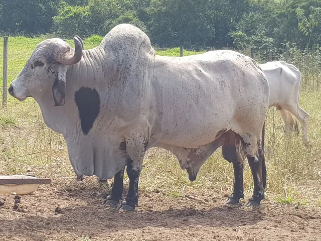 Vendo boi gir leiteiro registrado, garote gir e garote comum