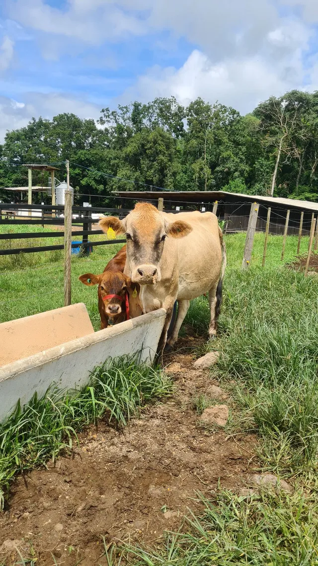duas vaca com terneiro no pé