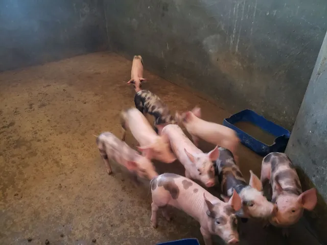 Vendo porcas de 150kg 10 LEITÕES