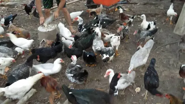 Vendas patos caipira 