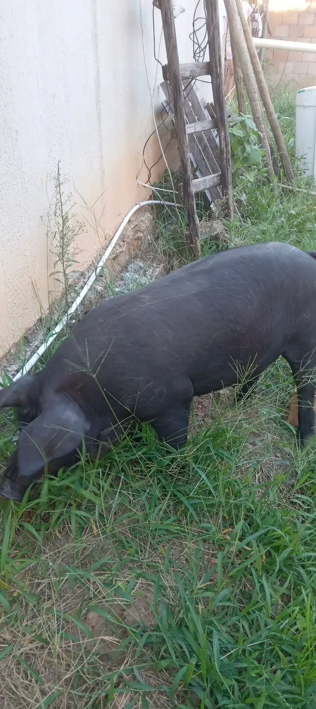 Porca caipira 