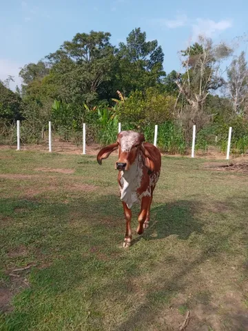 Vende-se duas vacas e um bezerro em Vale das Pedrinhas - Guapimirim