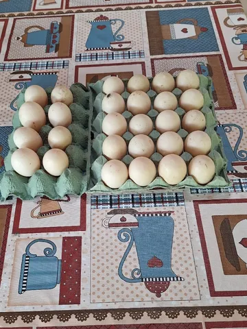 Os de pata